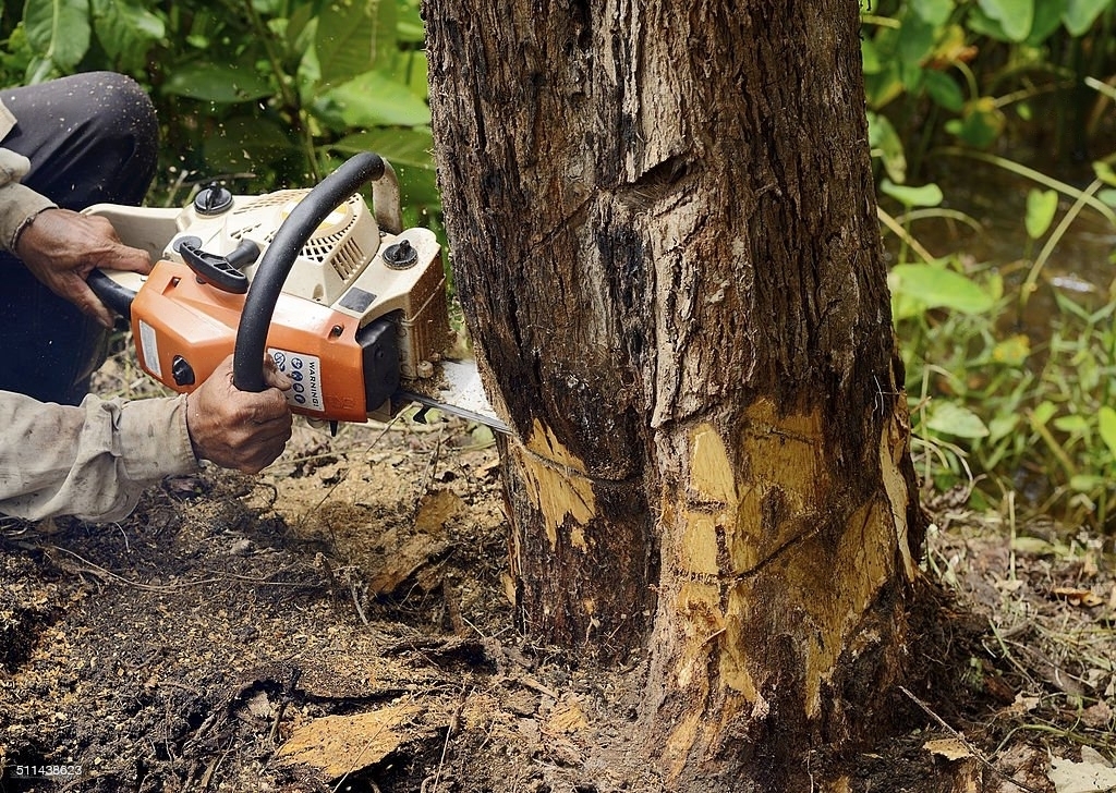 Tree Removal Cost
