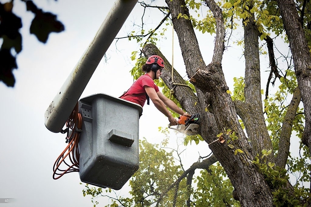 Tree Trimming Columbus
